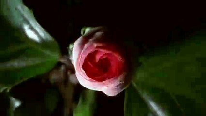 Smartflower  15 Final without NEXT LEVEL SOLAR