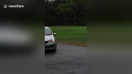 Big male kangaroo asserts his masculinity to seduce female