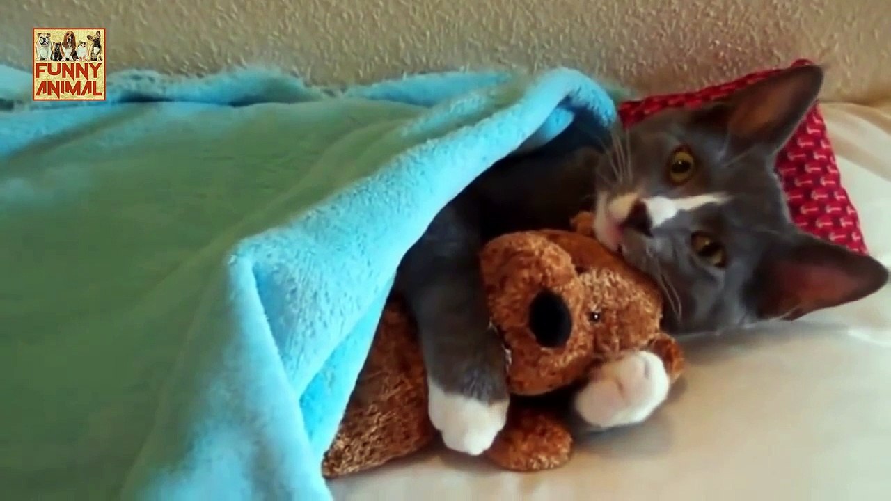 Cute Cats Demanding Petting New -Gatos lindos que exigen acariciar nuevo