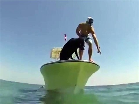 Ce chien est un excellent pecheur en mer... Incroyable