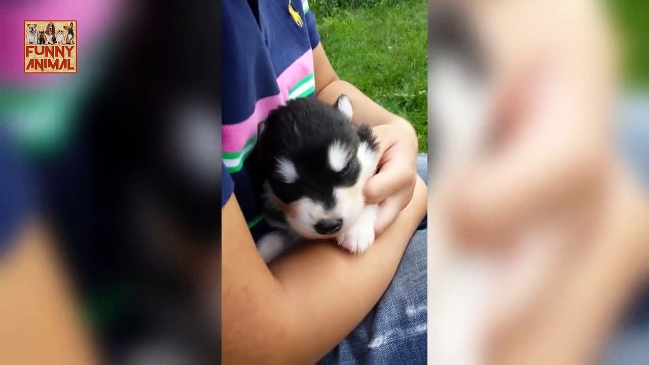 Funny Alaskan Malamute New -Malamute de Alaska divertido Nuevo