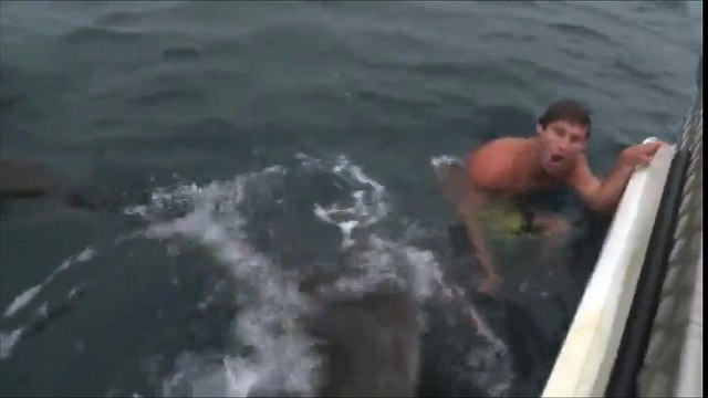 Le moment terrifiant où un nageur se fait attaquer par un requin