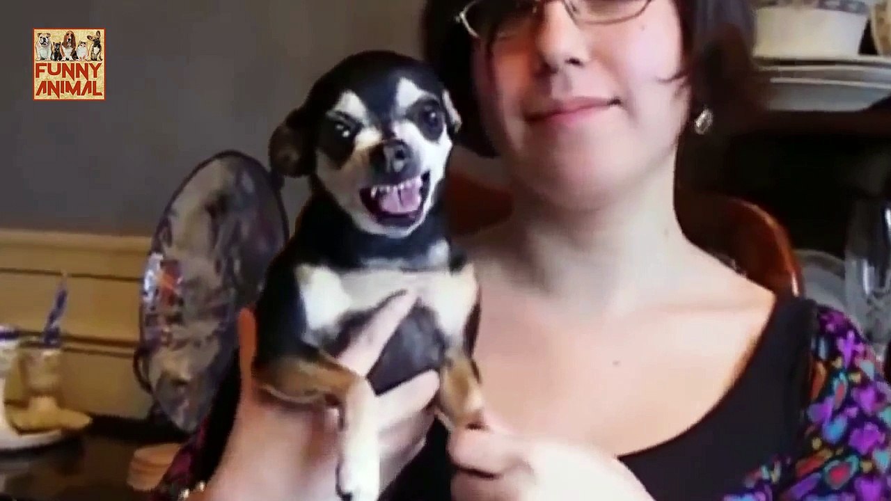 Funny Chihuahua Dogs New -Funny Chihuahua Dogs Nuevo