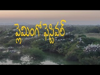 Minister Sidda Raghava Rao Launches Flamingo Festival In Nellore - Oneindia Telugu