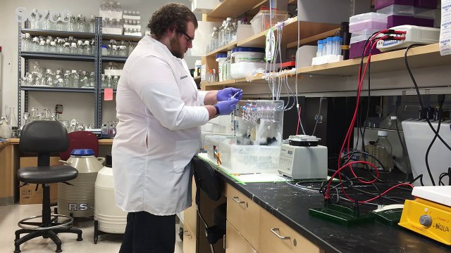 Büyük buluş! Ispanaktan kalp kası yaptılar