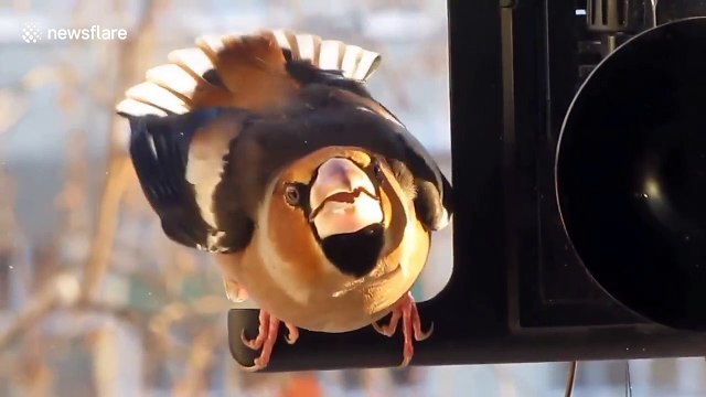 Hungry bird knocks on window for food