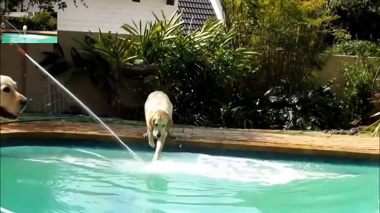 Funny Dogs Swimming in Pool New -Perros divertidos que nadan en piscina nueva
