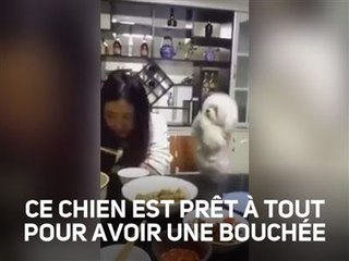 Ne jamais ignorer un chien qui a faim....