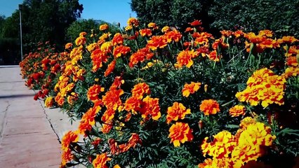 Pekhawar Kho Pekhawar De Kana by Irfan Khan 2016   Khyber News Remake