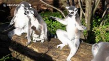Lemurs reveals newborn baby while sunbathing
