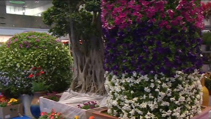 هذا الصباح- معرض قطر الدولي للزراعة