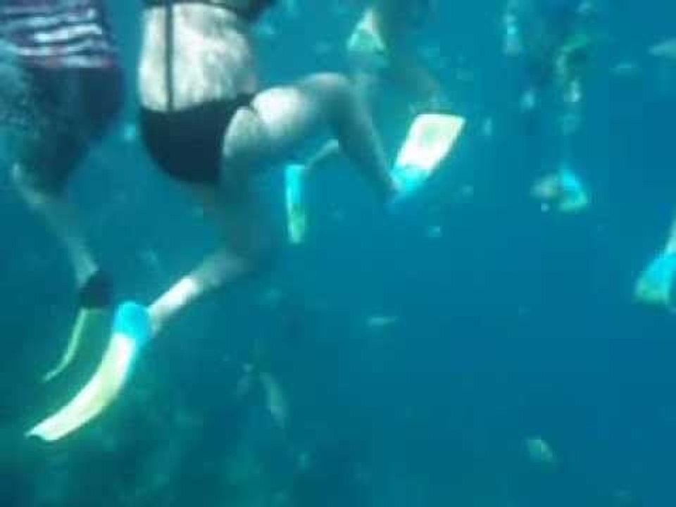 Dominican republic in USA ,Snorkeling at paradise island