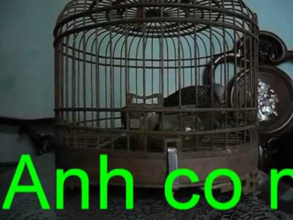 Chim cu gáy tiền tỉ của một Đại gia Hải phòng