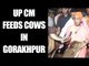 Yogi Adityanath feeds cows in Gorakhpur, Watch Video | Oneindia News