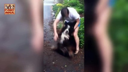 Dogs Meet Their Owner After A Long Time New -Los perros conocen a su dueño después de mucho tiempo Nuevo