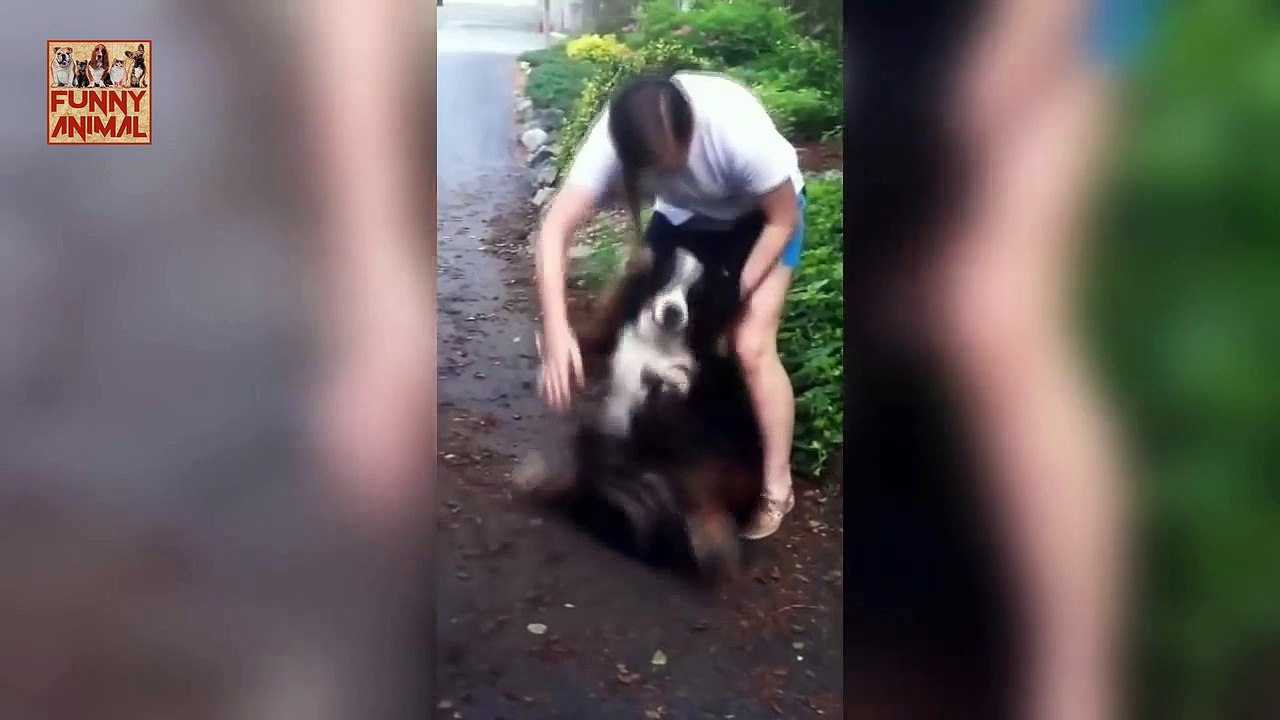 Dogs Meet Their Owner After A Long Time New -Los perros conocen a su dueño después de mucho tiempo Nuevo