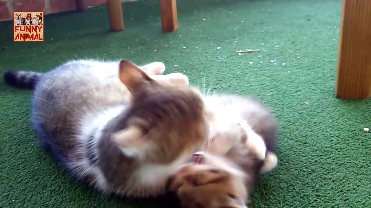 Mom Cats Love Their Kittens New -Los gatos de la mamá aman a sus gatitos