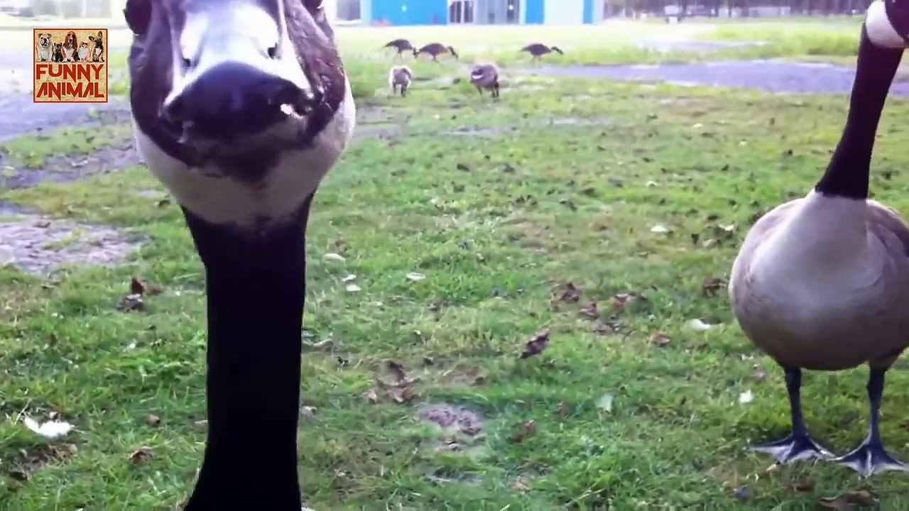Most Funny Animal Videos new -Vídeos de Animales más Divertidos