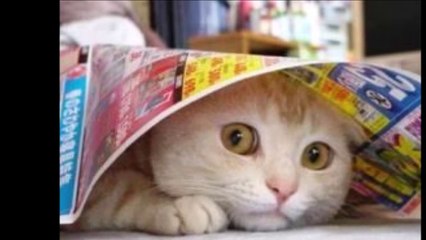 吹いたら負け ジワジワ来るww ネコのおもしろ画像集 おもしろ可愛い猫のツイートまとめ 疲れた時にどうぞ 癒されて笑える Video Dailymotion