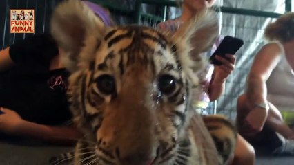 Cute Baby Animal Videos New -Cute Baby Videos de Animales Nuevo