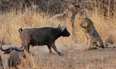 videos de animais, vida selvagem, animais em extinção, fotos de animais, animais domesticos, animais extintos, animais h