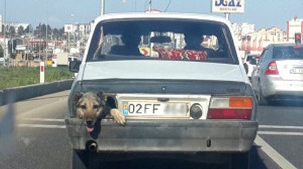 Aracın Stop Lambasından Köpek Kafası Çıktı, Görenler Hayrete Düştü