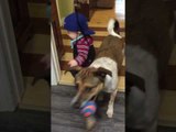 Doogie the Dog Wants to Play Catch With His Little Human Friend