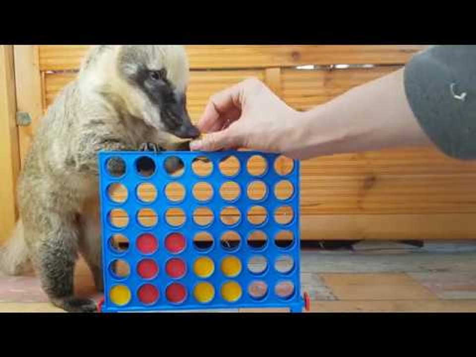 Sunny the Coati Is a Board Game Genius