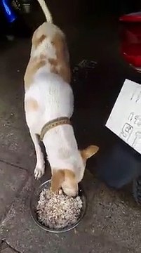 Trop mignon, ce chien errant apporte des cadeaux à la personne qui la nourrit tout les jours