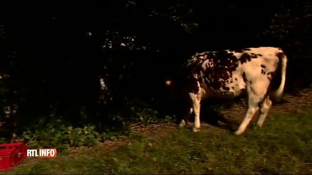 Ce fermier belge nourrit ses vaches à la bière