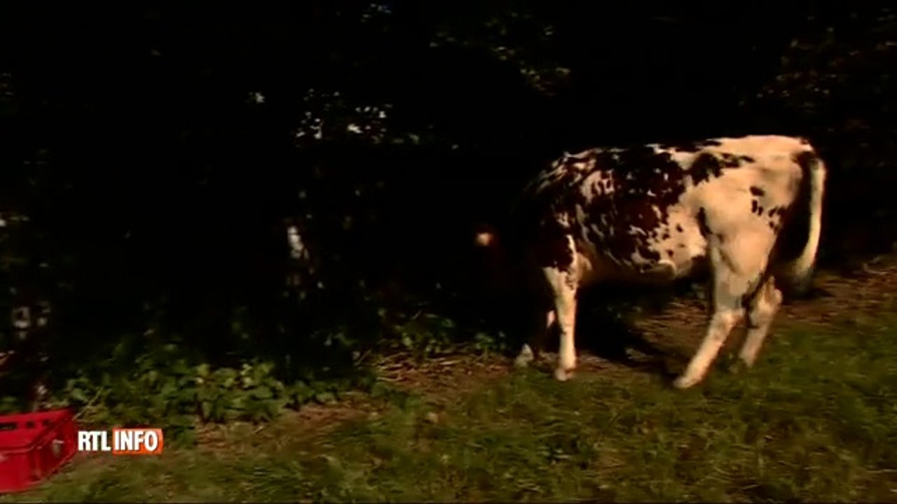 Ce fermier belge nourrit ses vaches à la bière