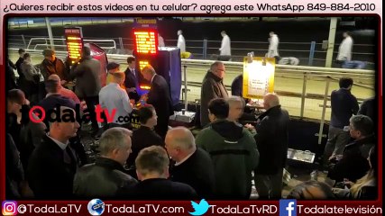 Londres dice adiós a las carreras de galgos, un pasatiempo de otra época-Video