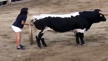 Rapariga toureia touro de forma pacífica ao massajar os “tomates” do animal
