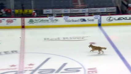 Un chien joueur de hockey sur glace !