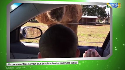 Ce pauvre enfant ne veut plus jamais entendre parler des lamas