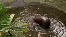 Le premier bain de ce bébé hippopotame avec sa maman va vous faire fondre!