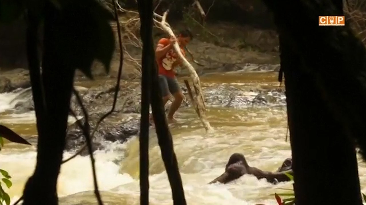This Orangutan Became Stuck In The Middle Of A River In Indonesia