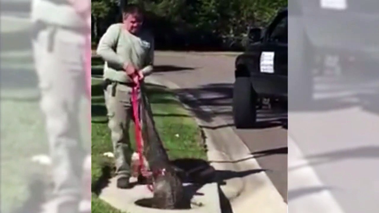 Un Trappeur sauve un alligator de 3 mètres coincé dans une bouche d'égout