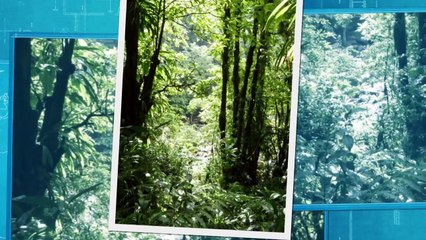 Morne Trois Pitons National Park Tour