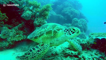 Sea turtle uses coral to 'polish' shell