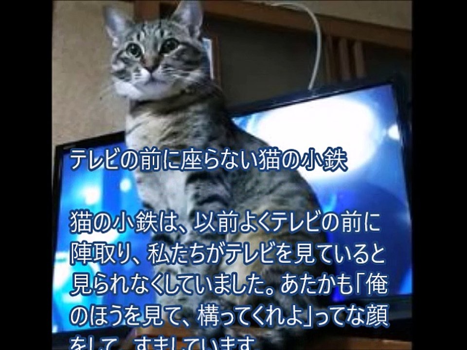 テレビの前に座らない猫の小鉄