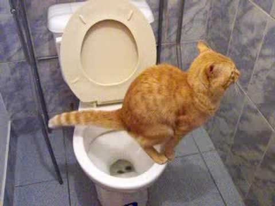 Si te Ries Pierdes Reto Gatos Graciosos