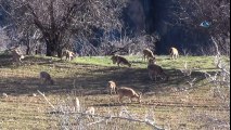 Dağ Keçileri Tarlalara İndi