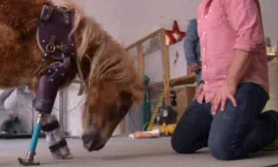 Dr. Derrick “Dolittle” Ciptakan Kaki Palsu untuk Hewan