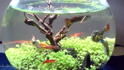 Aquascape Minimalis ( Guppy + Red Cherry )