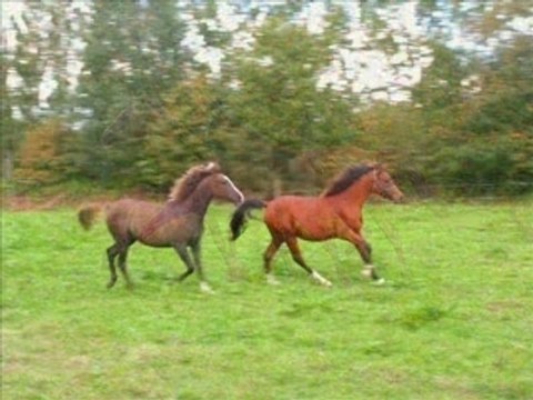 Les Chevaux arabes de Brocéliande