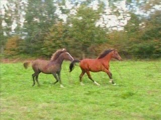 Les Chevaux arabes de Brocéliande