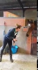 Horse thinks it's all about that bass