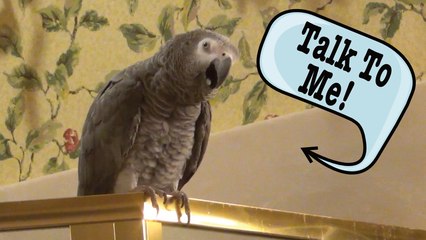 Einstein Parrot wants you to talk to him!