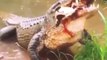 Casco de tartaruga vs a mordida de um crocodilo faminto